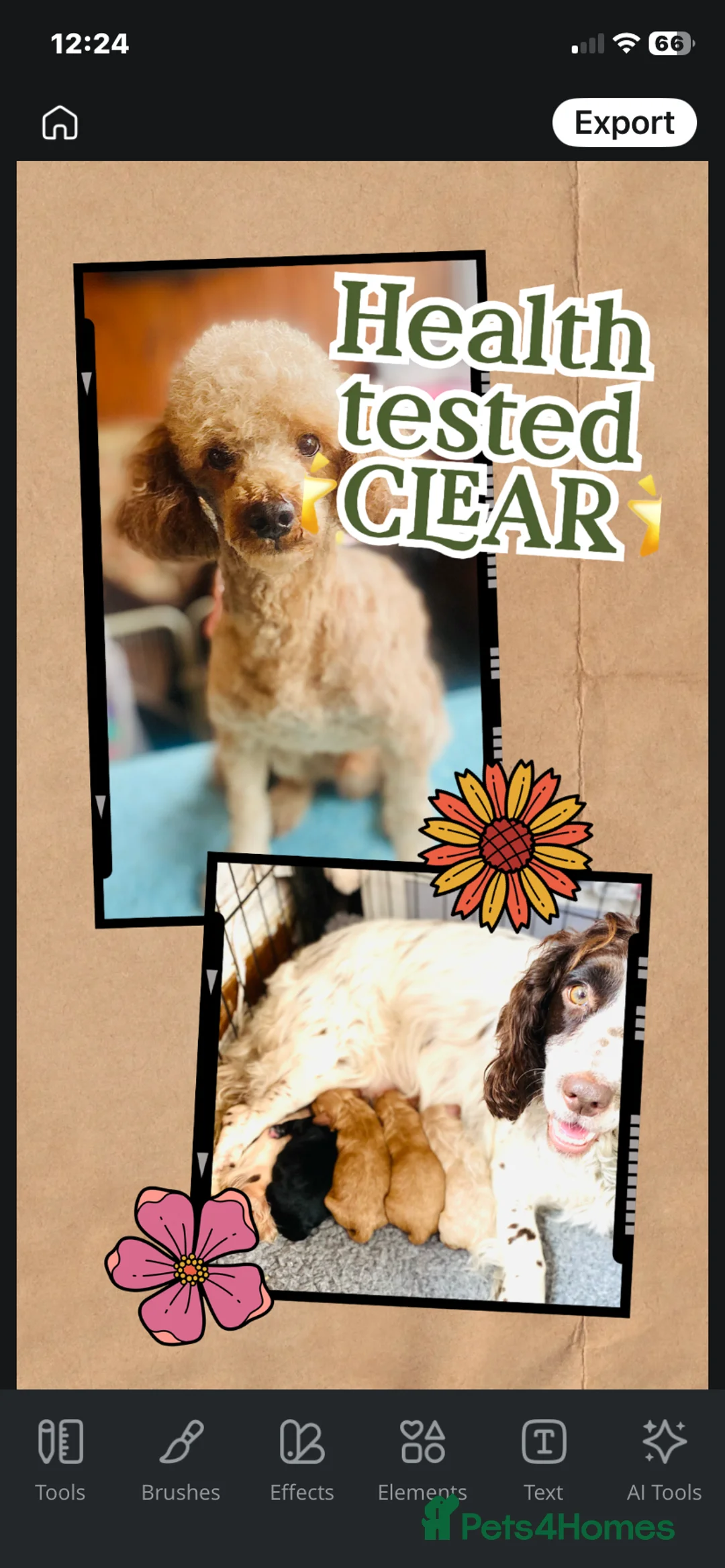 Toy Poodle dogs for stud: 🌟Superb Toy Poodle  -Health Screened CLEAR 🌟 - Advert 1