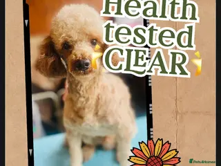 Toy Poodle dogs 🌟Superb Toy Poodle -Health Screened CLEAR 🌟 - Advert 1
