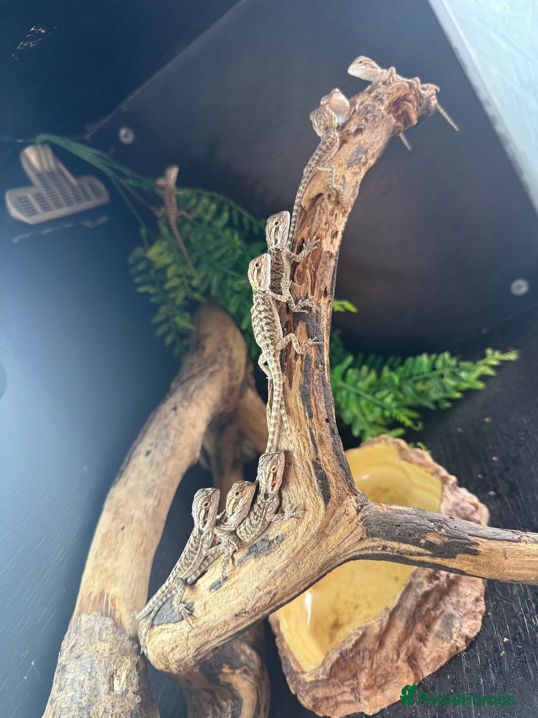 Bearded Dragon reptiles for sale: Bearded Dragon Babies - Image 3
