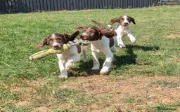 English Springer Spaniel dogs for sale: 2025 FTCH ROSEBAY BLUE,WELL MARKED LITTER ESS PUPS - Image 11