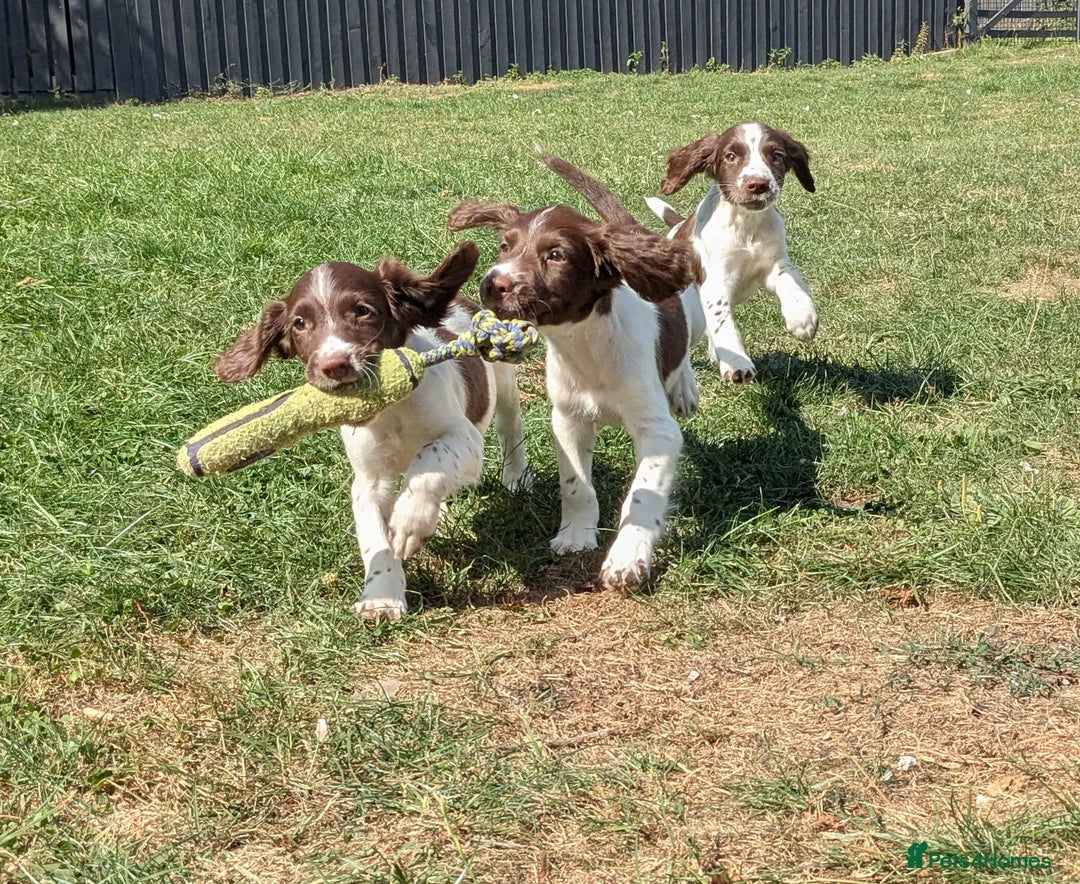 English Springer Spaniel dogs for sale: 2025 FTCH ROSEBAY BLUE,WELL MARKED LITTER ESS PUPS - Image 11
