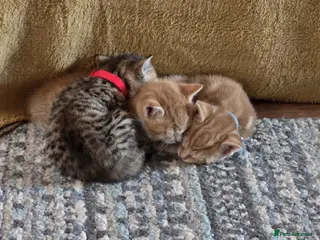 Mixed Breed cats Gorgeous kittens - Advert 2