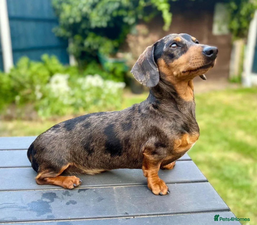 Miniature Dachshund dogs for sale: KC Reg*Non endorsed*Silver Dapple*Mini Dachshund in Newark - Advert 7