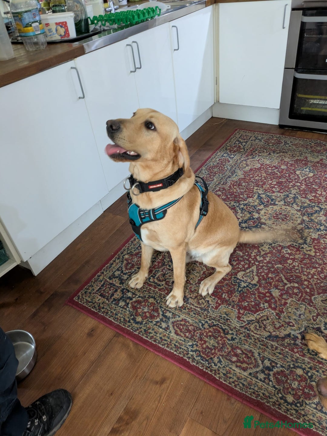 Labrador Retriever dogs for sale: Red and yellow Labrador puppies for sale. - Image 4