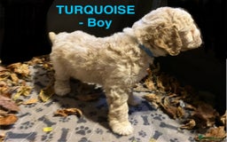 Lagotto Romagnolo dogs for sale: Stunning Litter of Pedigree Lagotto Romagnolo Pups - Image 3
