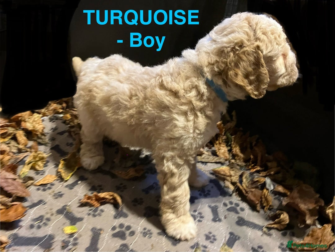 Lagotto Romagnolo dogs for sale: Stunning Litter of Pedigree Lagotto Romagnolo Pups - Image 3