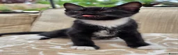 Mixed Breed cats for sale: 2 male kittens - Advert 7