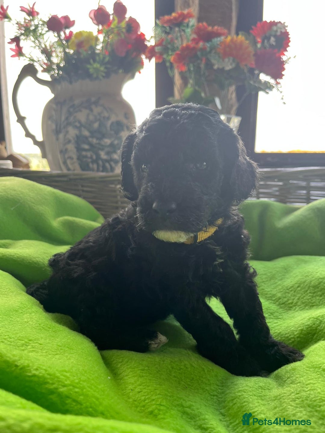 Miniature Poodle dogs for stud: KC Reg Miniature Parti Poodle - Advert 12