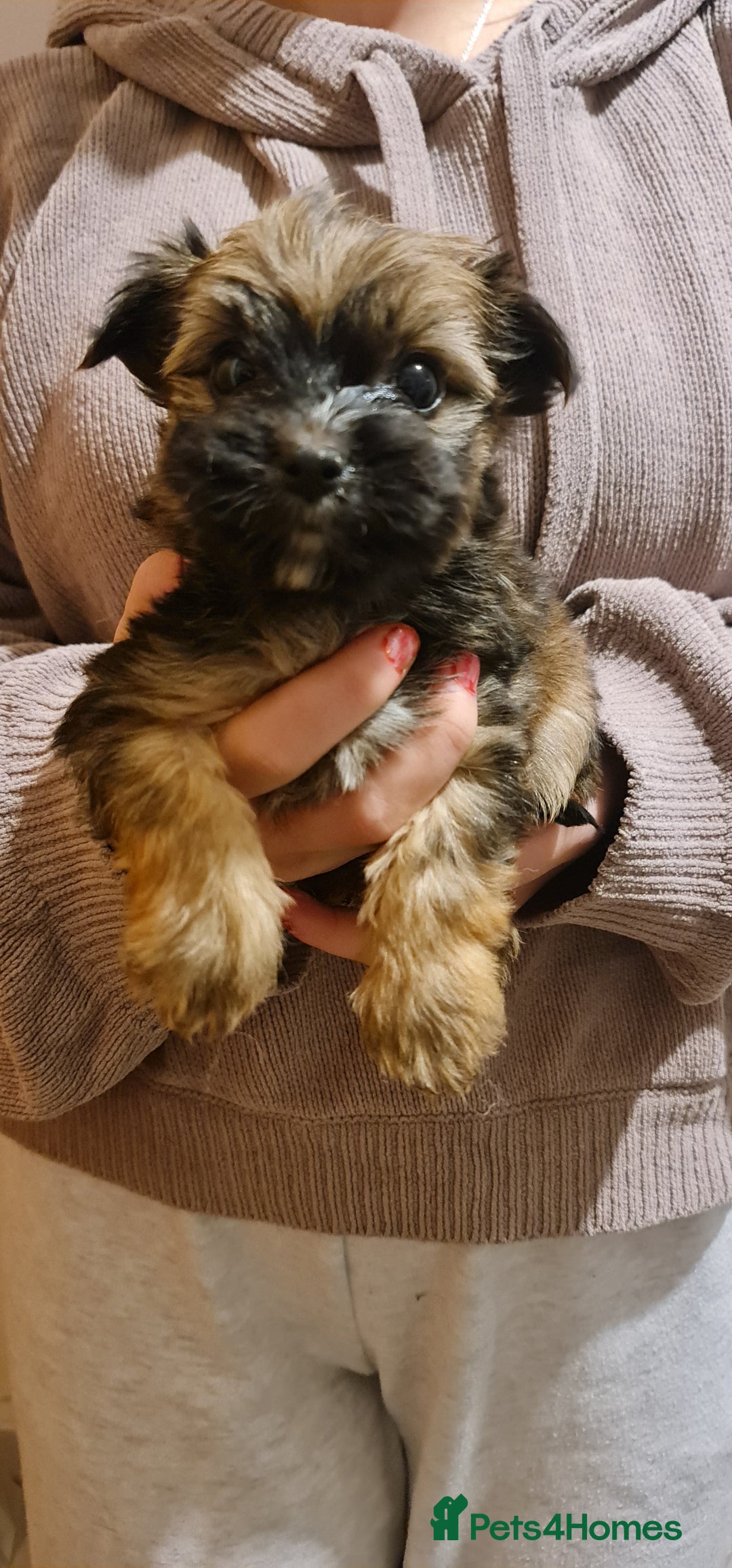 Chorkie dogs for sale: Ready now! Chihuahua x Yorkshire Terrier puppies  - Advert 10