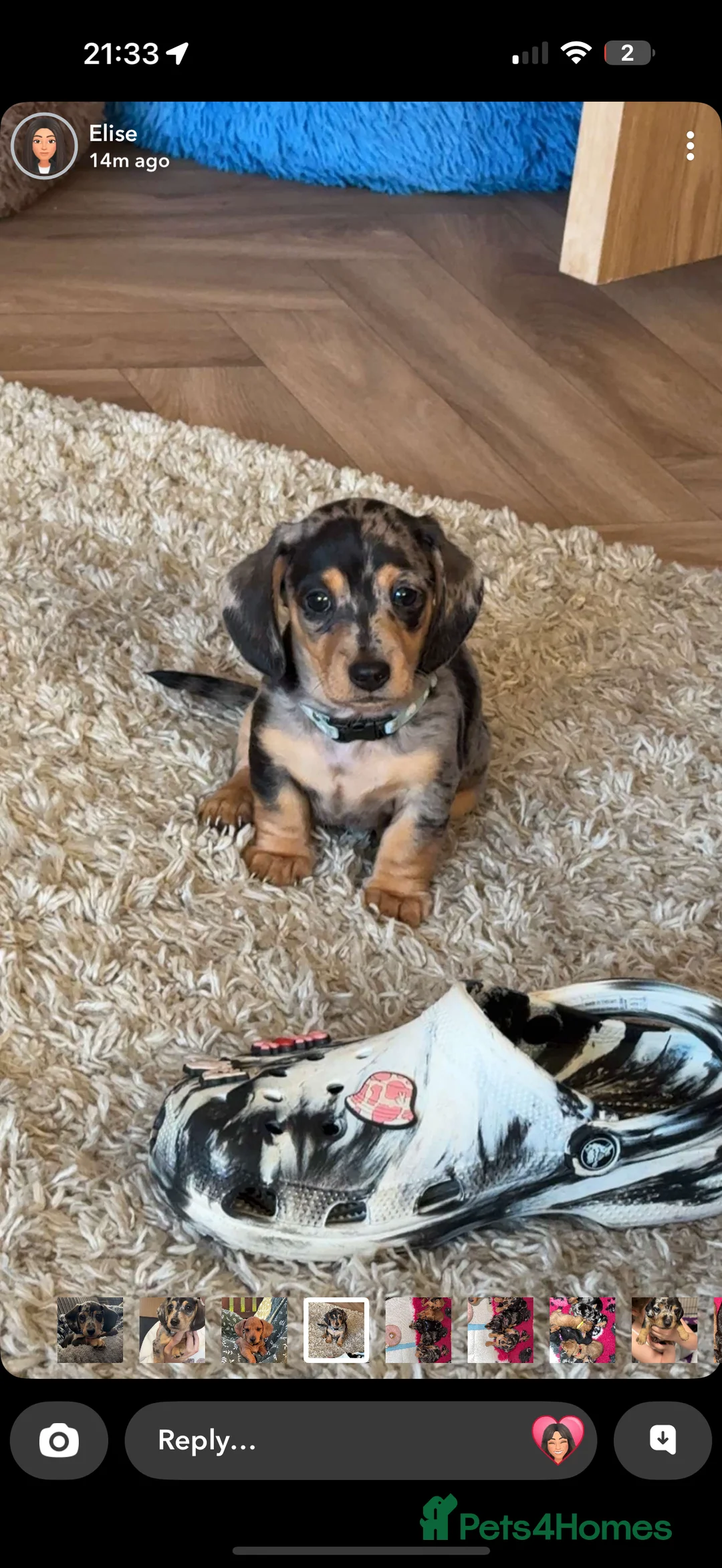 Miniature Dachshund dogs for stud: Smooth Cream Stud (carries long) in Dalry - Advert 5