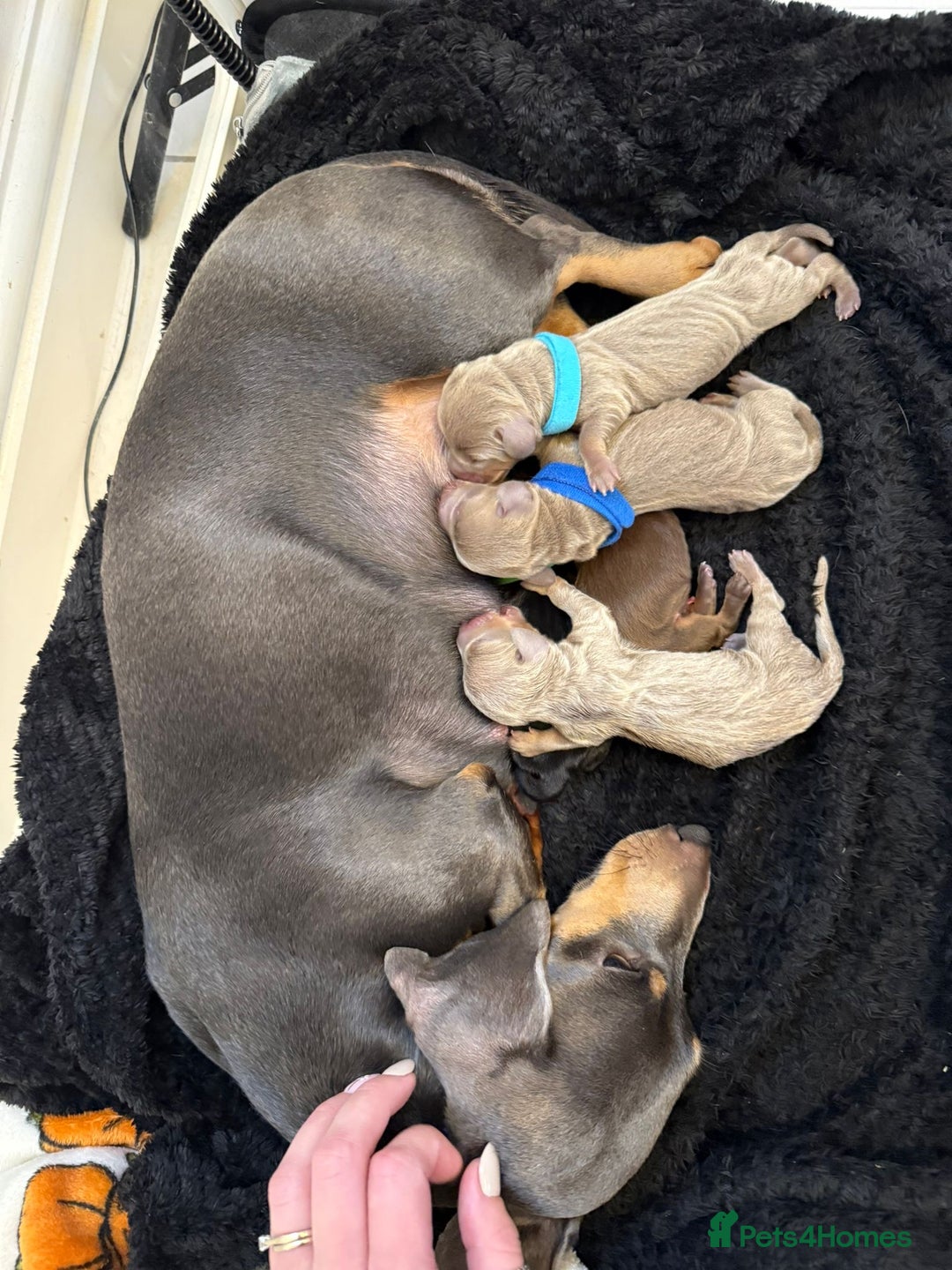 Miniature Dachshund dogs for sale: KC Miniature Dachshund short hair 4M 1F - Advert 2