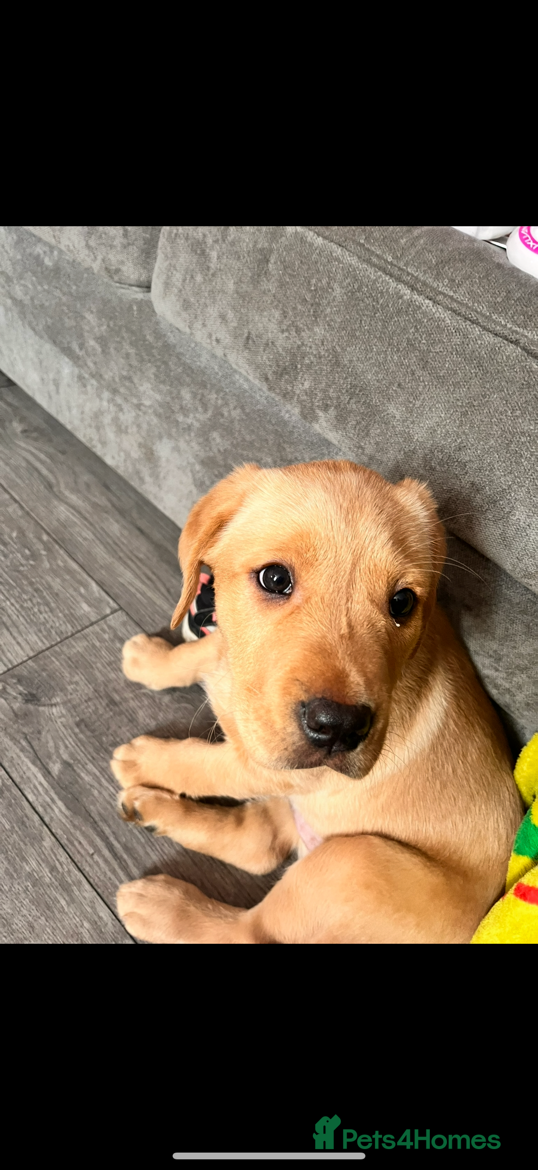 Labrador Retriever dogs for sale: Harvey KC registered  - Advert 6