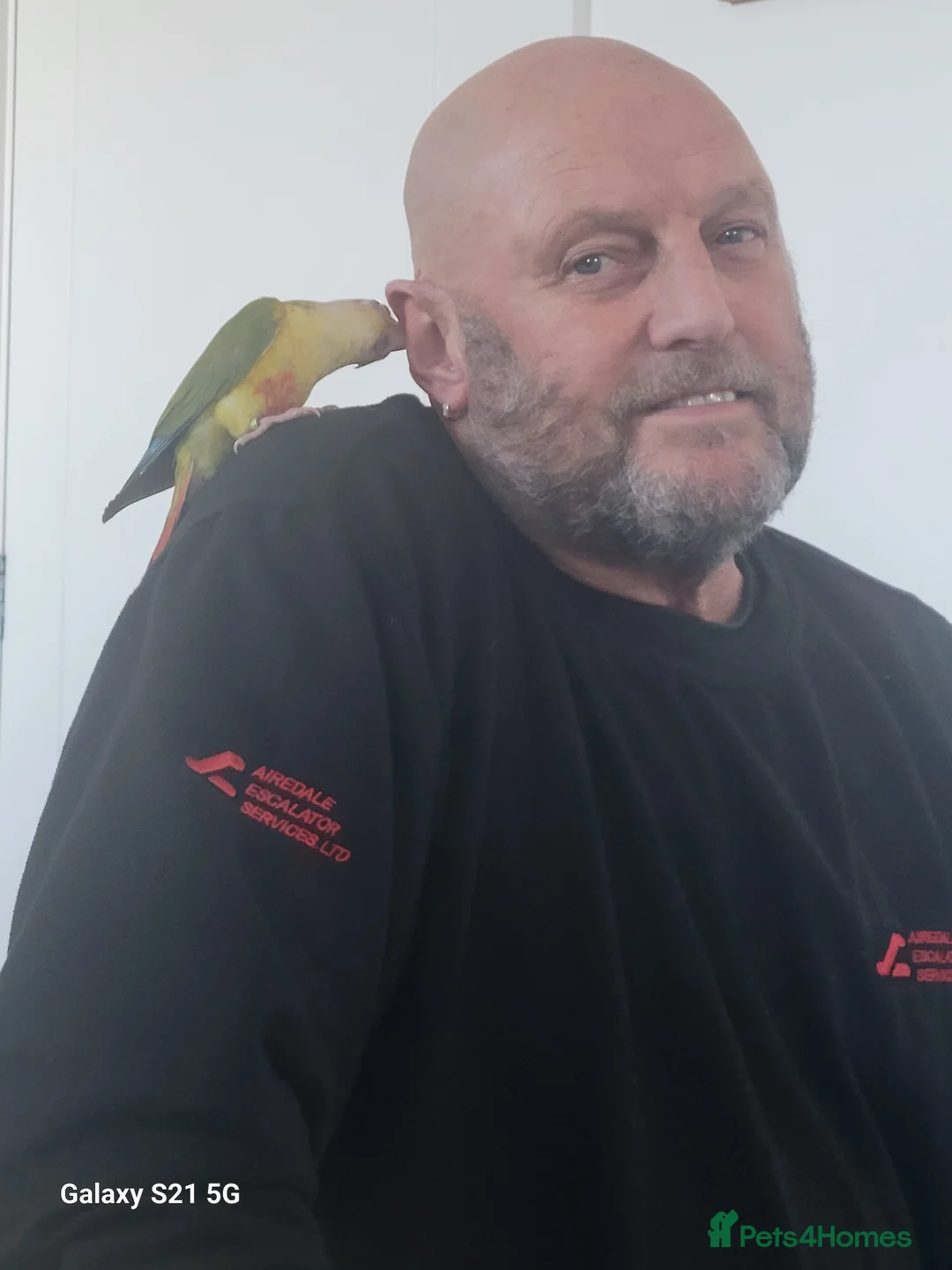 Conures birds for sale: Pyrrhura Moline pineapple  - Advert 8