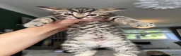Mixed Breed cats for sale: Kittens  in Alexandria - Advert 2