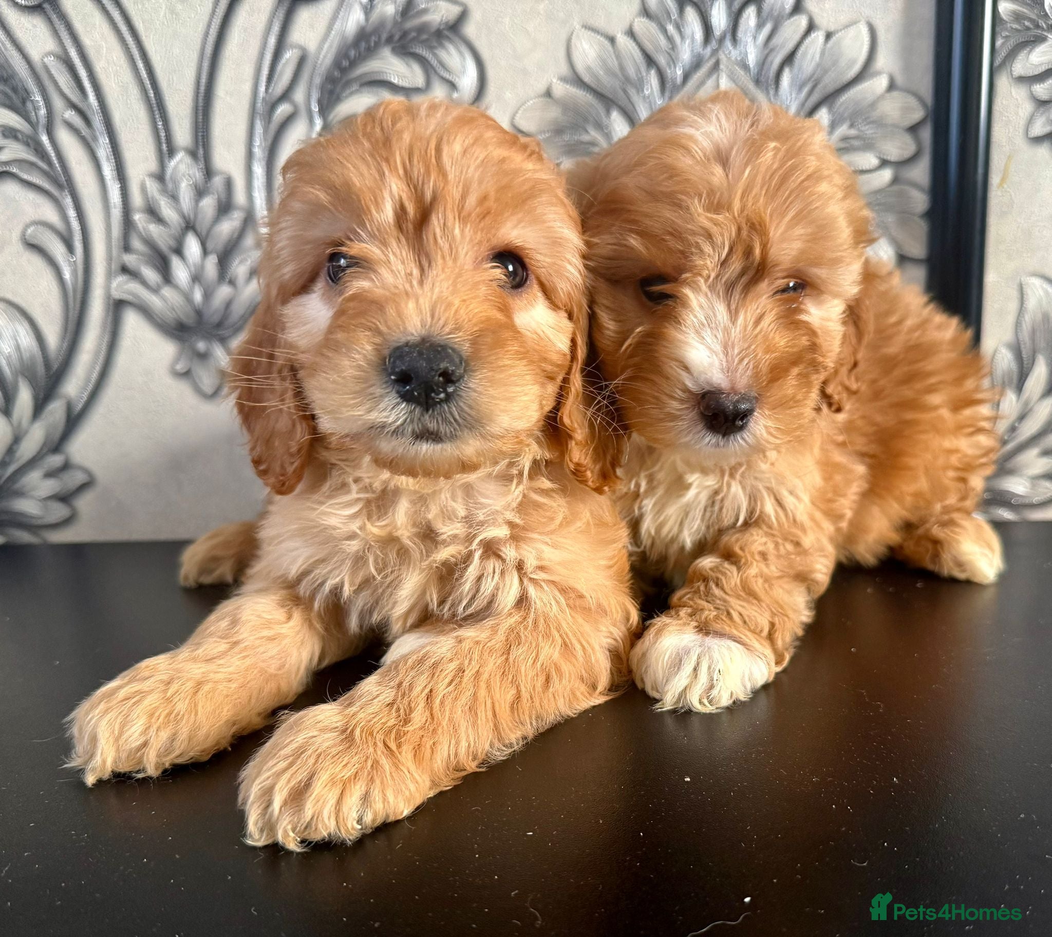 Cockapoo dogs Only boys available  - Advert 2