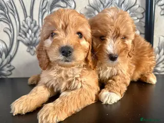 Cockapoo dogs Only boys available - Advert 2
