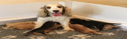 Cocker Spaniel dogs for sale: KC  Registered Show Cocker Spaniels - Advert 6