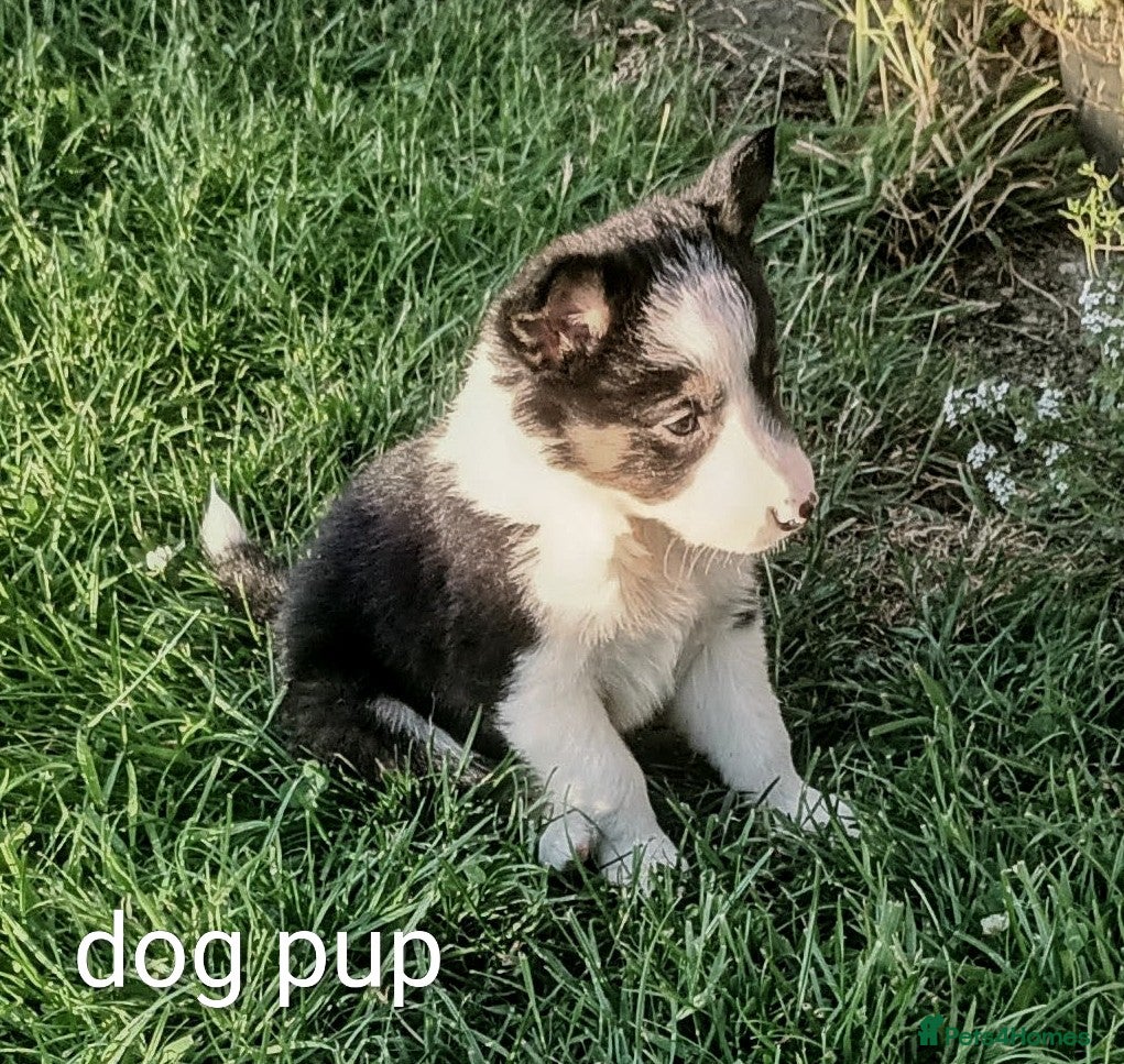 Border Collie dogs Border Collie pups born on farm to working parents - Advert 1