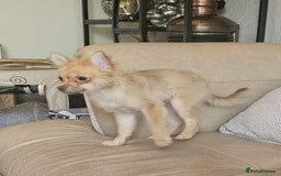 Pomchi dogs for sale: Very cute Pomchis - Image 4