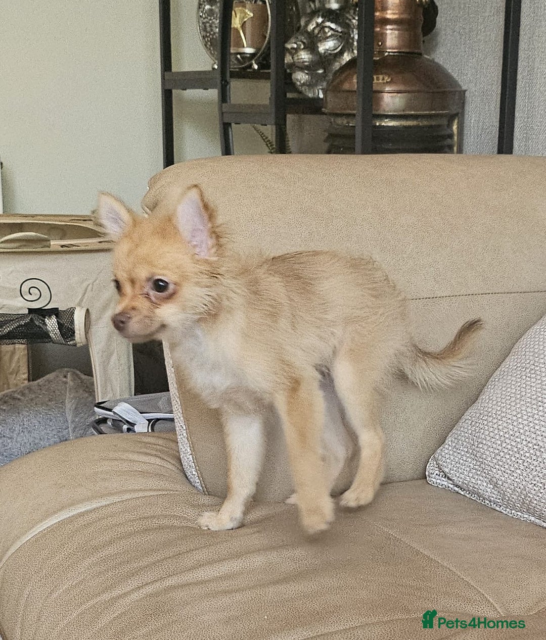 Pomchi dogs for sale: Very cute Pomchis - Image 4