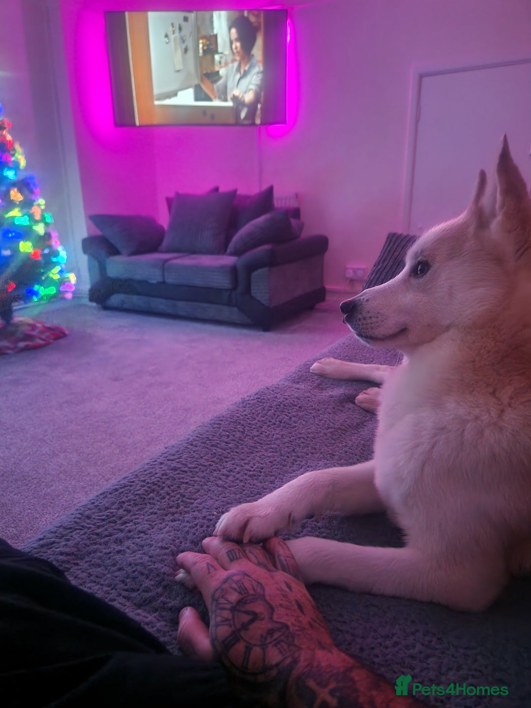 Pomsky dogs for sale: Husky/pomsky  - Advert 3