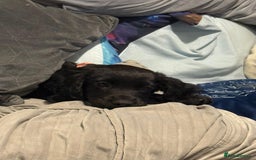 Sprocker dogs for sale: Sprocker puppy last 1 vaccinated and microchipped  - Image 3