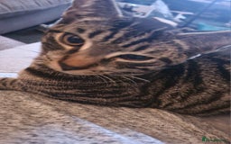 Domestic Shorthair cats for sale: Tabby cat  - Image 4