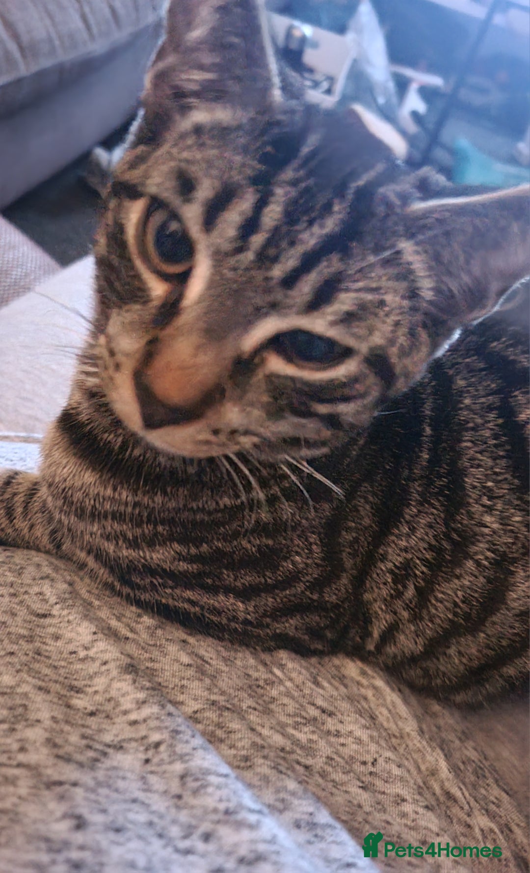 Domestic Shorthair cats for sale: Tabby cat  - Image 4