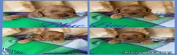 Cavapoo dogs for sale: Extensively Health Tested Cavapoo Puppies🏆 - Advert 7