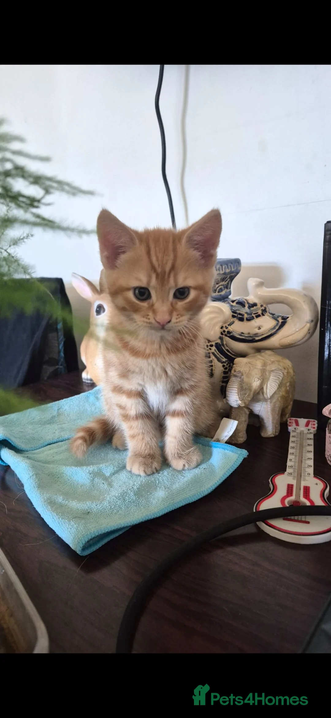 Mixed Breed cats for sale: Savannah × Maine Coon Mix Kittens  🐱❤️ - Advert 2