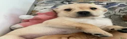 Labrador Retriever dogs for sale: Yellow Labrador puppies - Advert 6