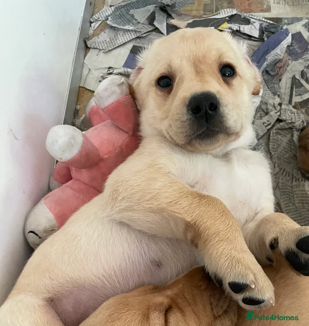 Labrador Retriever dogs for sale: Yellow Labrador puppies - Advert 6