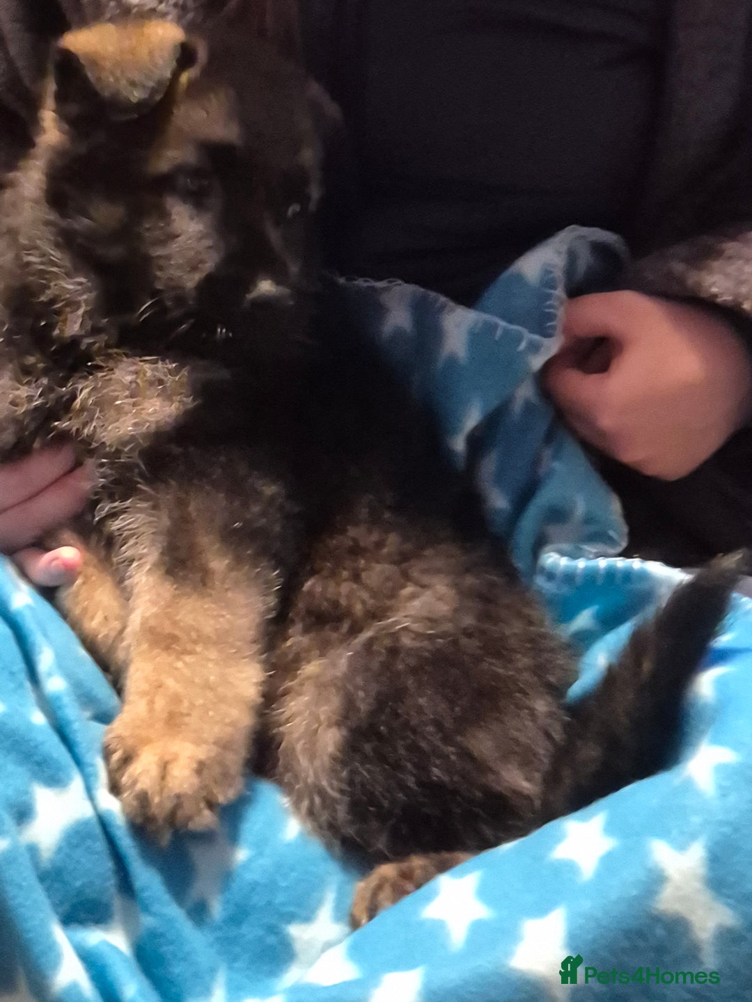 German Shepherd dogs for sale: German shepherd  - Advert 34