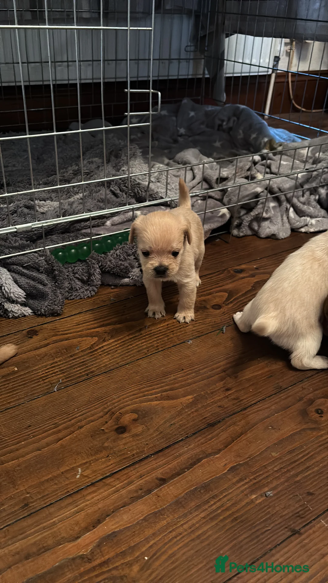 Mixed Breed dogs for sale: Floodles - Advert 25