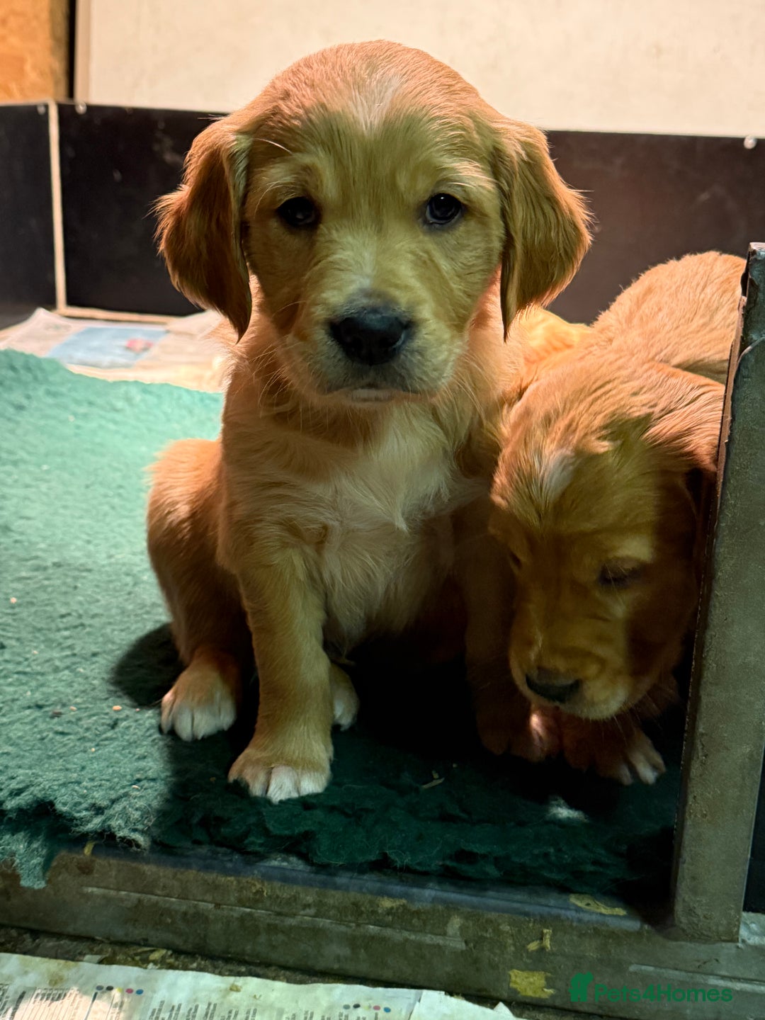Golden Retriever dogs for sale: KC Working Golden Retriever Pups - Advert 12