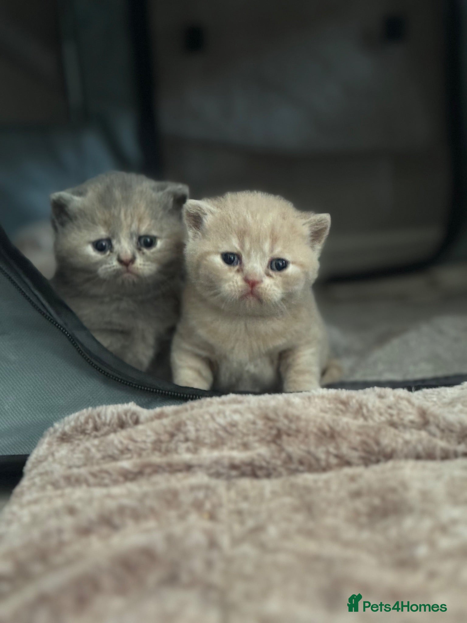 British Shorthair cats Champion sired GCCF British shorthair kittens - Advert 2