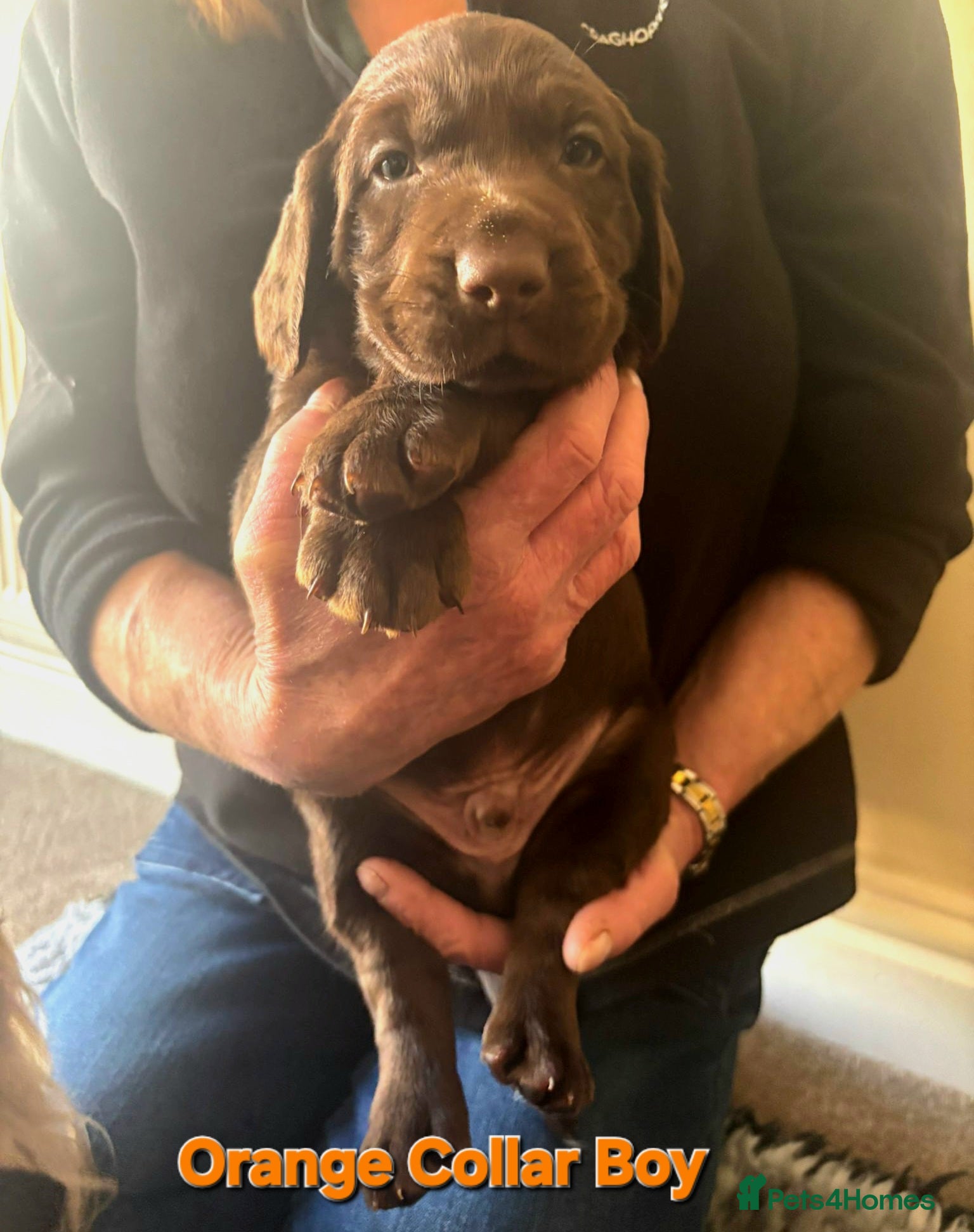 Springador dogs Beautiful Springador Puppies  - Advert 1