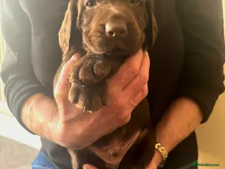 Springador dogs for sale: Beautiful Springador Puppies - Advert 2