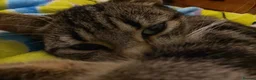 Mixed Breed cats for sale: Kittens for sale  in Lancaster - Advert 1