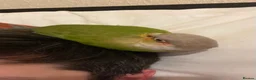 Conures birds for sale: Tamed Conure looking for a new home in London - Advert 5