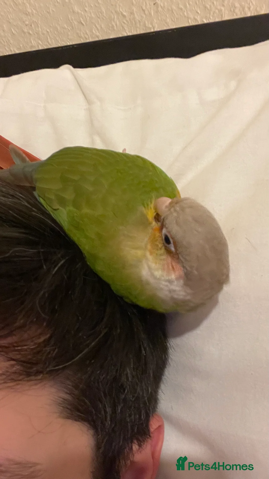 Conures birds for sale: Tamed Conure looking for a new home in London - Advert 5