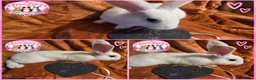 Giant Papillon rabbits for sale: Adorable checkered giant cross kits  in Downham Market - Advert 2