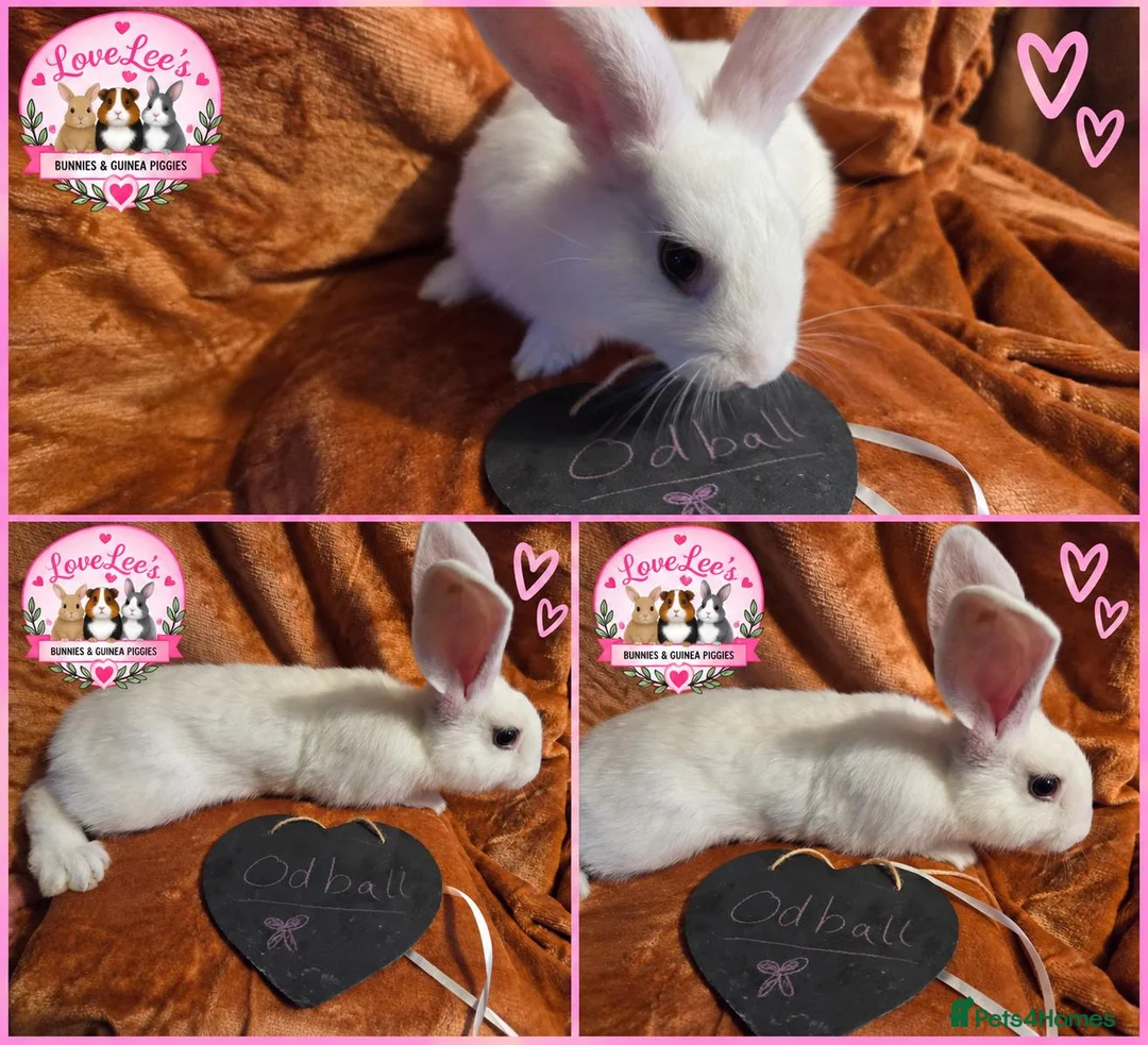 Giant Papillon rabbits for sale: Adorable checkered giant cross kits  in Downham Market - Advert 2