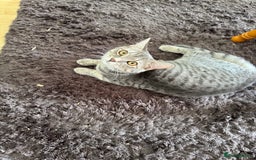 Domestic Shorthair cats for sale: 4 Adorable Kittens Ready for their Forever Homes! - Image 3