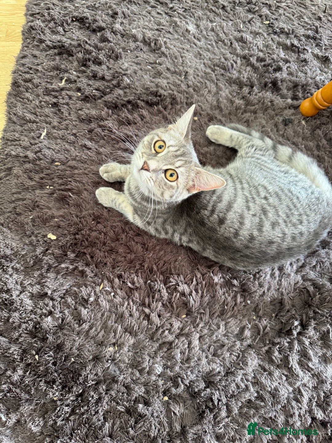 Domestic Shorthair cats for sale: 4 Adorable Kittens Ready for their Forever Homes! - Image 3