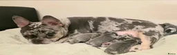French Bulldog dogs for sale: Excellent quality Frenchie - Advert 9