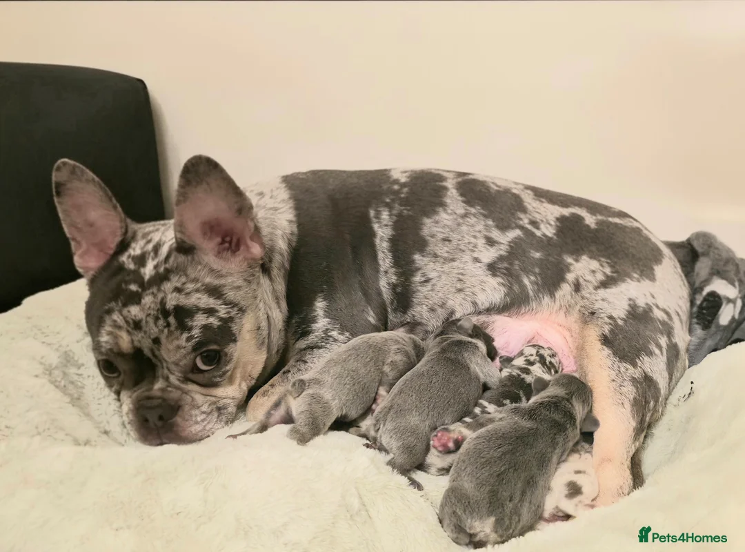 French Bulldog dogs for sale: Excellent quality Frenchie - Advert 9
