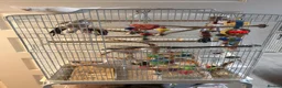 Cockatiels birds for sale: Two male cockatiels  in Nantwich - Advert 3