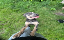 Cane Corso dogs for sale: OJ female canecorso  - Image 1