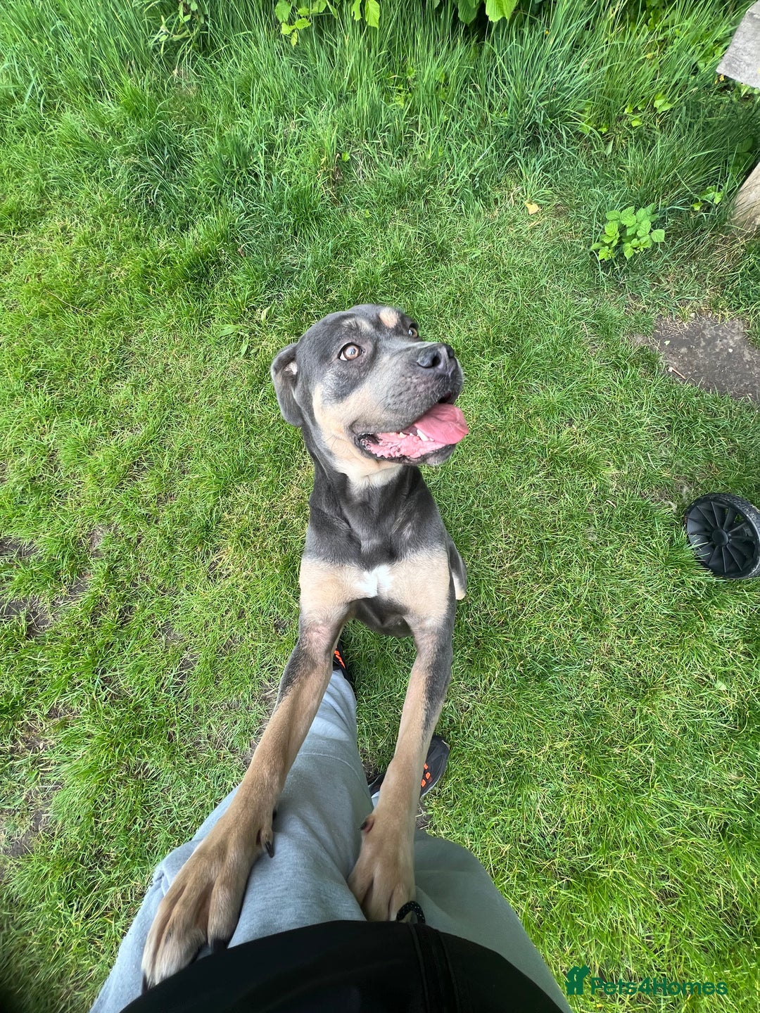 Cane Corso dogs for sale: OJ female canecorso  - Image 1